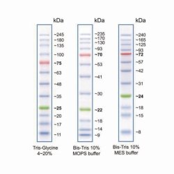 Protein Ladders, Prestained